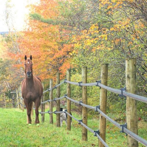 Keeping your Horse’s Competition Fit this Autumn