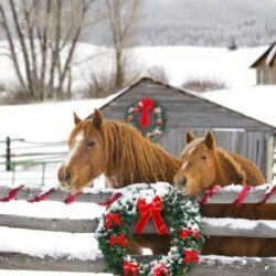 Xmas Horse Gifts