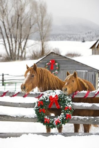 Have a holly, jolly Christmas; Xmas gifts from World Wide Tack