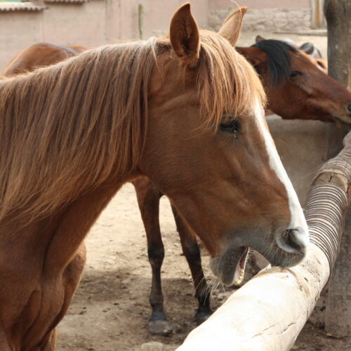 A solution for equine cribbing (crib biting)?