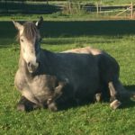 Grey horse in field to illustrate question - Could your grey benefit from Cowboy Magic products