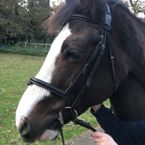 Pic of a horse in a bombers bit