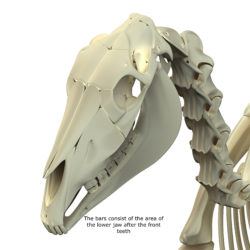 The equine bars consist of the area of the lower jaw after the front teeth