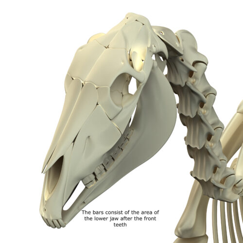 In a possible industry-first, regional anaesthesia is used diagnostically within horse’s mouth, to potentially help improve performance