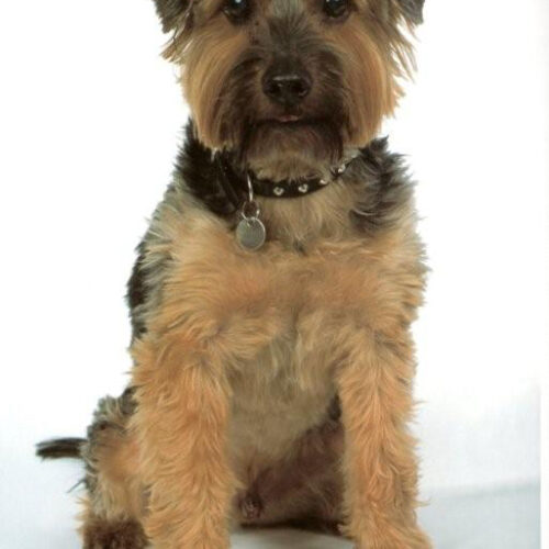 Weaver dog collars - for the dog in your life