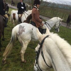 Grey horse to illustrate autumn bloodhound hunting